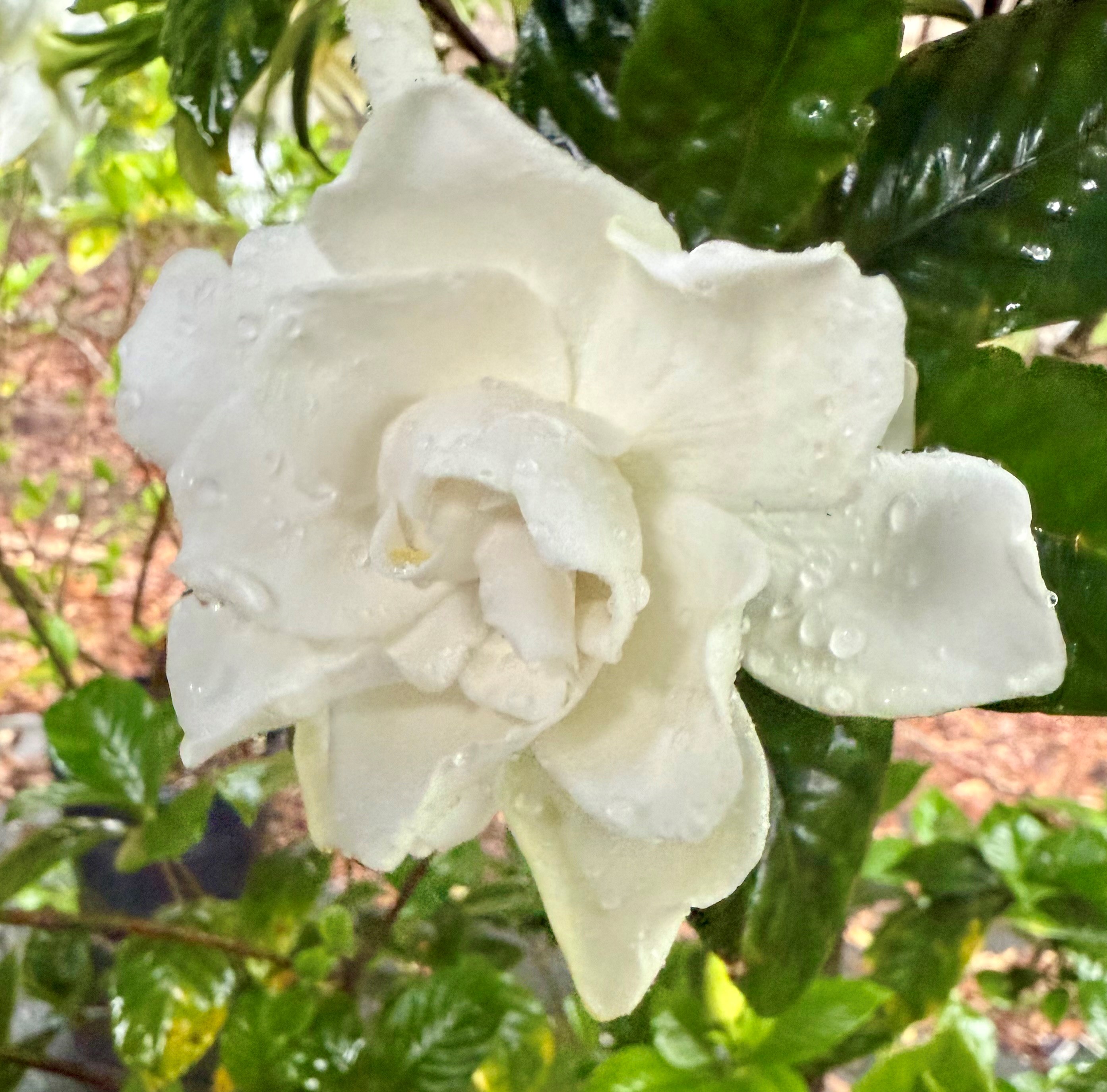Gardening with Gardenias
